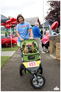 Bulldog in stroller