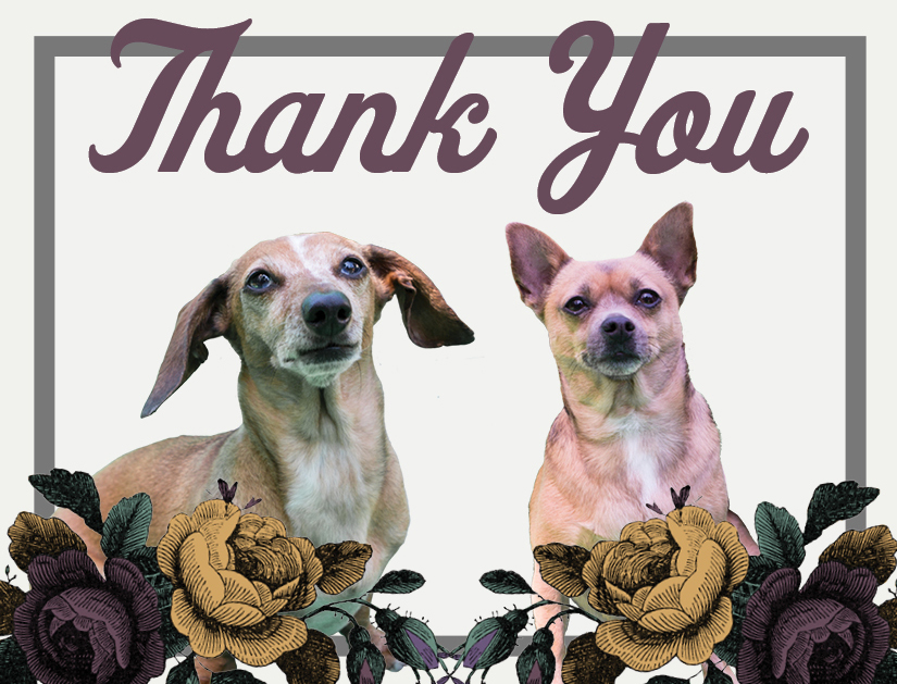 Kitsap Humane Society Events 24th Annual Animal Krackers