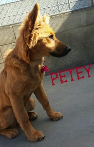 Petey