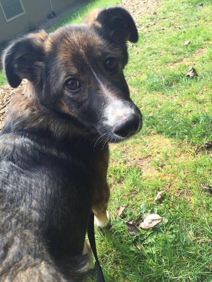 Canaan dog mixed shop breed