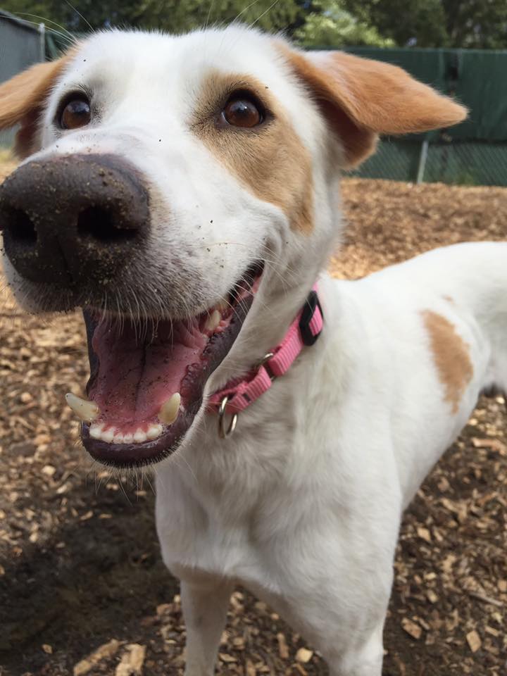 Kitsap Humane Society What is a Canaan Dog