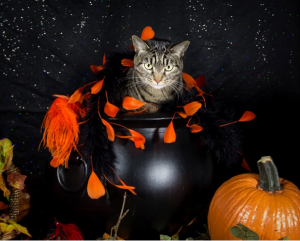 halloween-cat