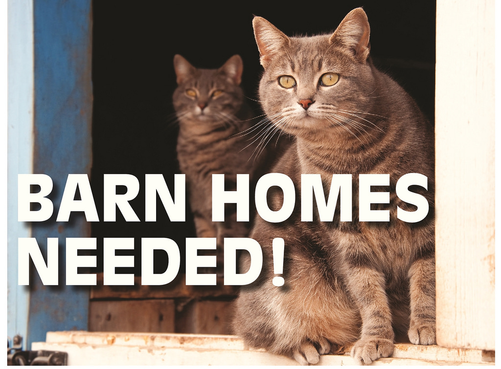 Kitsap Humane Society Cat & Kitten Adoption Fees Reduced in July!