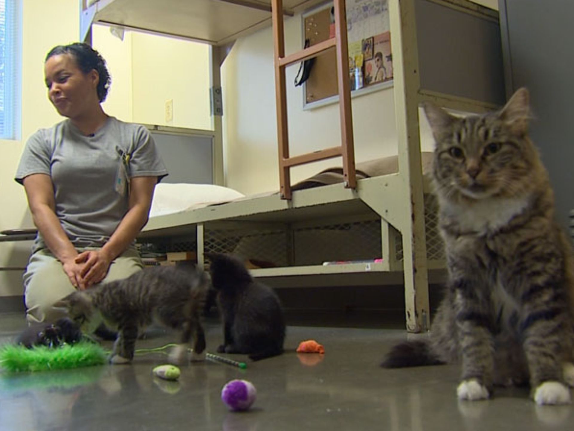 Kitsap Humane Society KHS Prison Kitties Receive National and