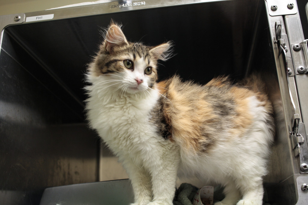 Kitsap Humane Society Animals Rescued from Murder Scene