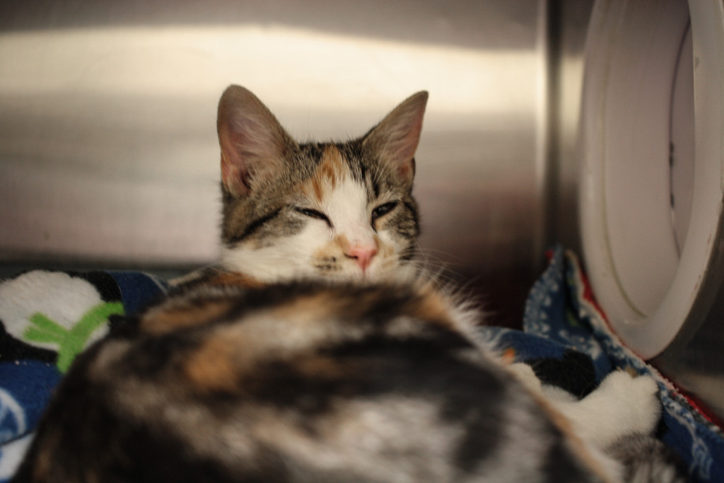 Kitsap Humane Society Animals Rescued from Murder Scene