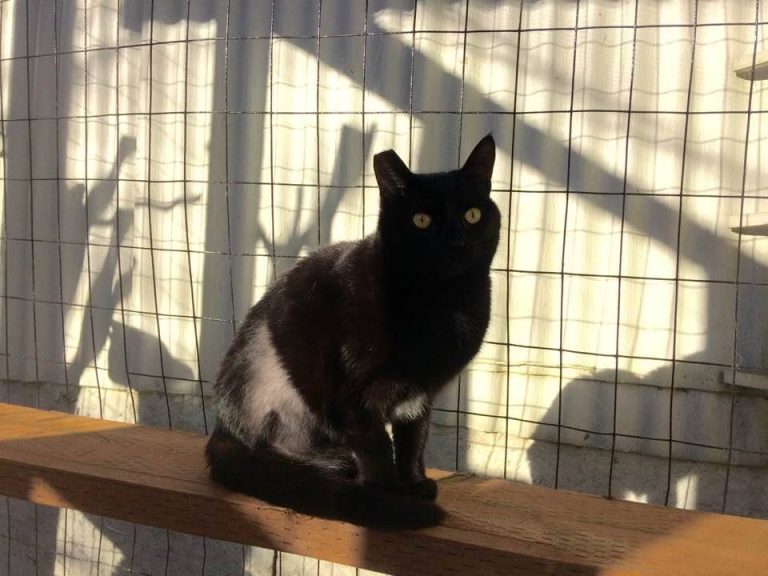 Kitsap Humane Society All about tripod cats!