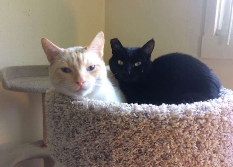 Kitsap Humane Society All about tripod cats!