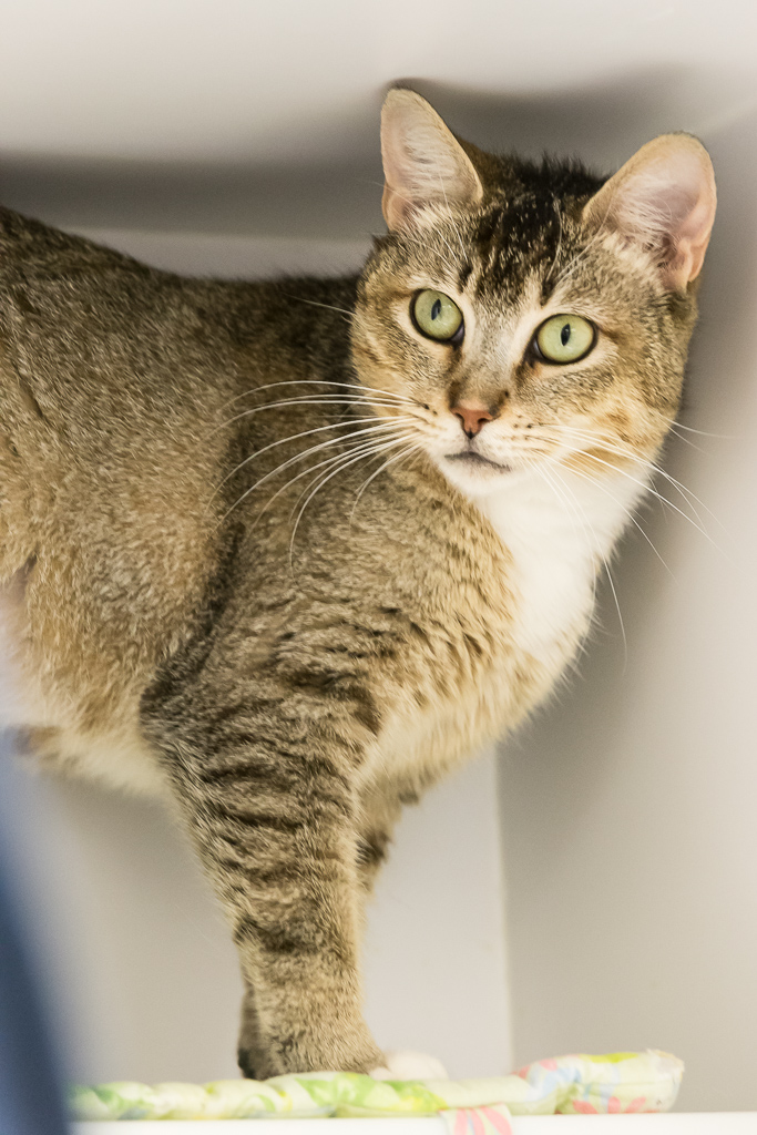 Kitsap Humane Society Pet of the Week Sheena