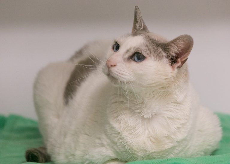 Kitsap Humane Society Pet of the Week Bounce