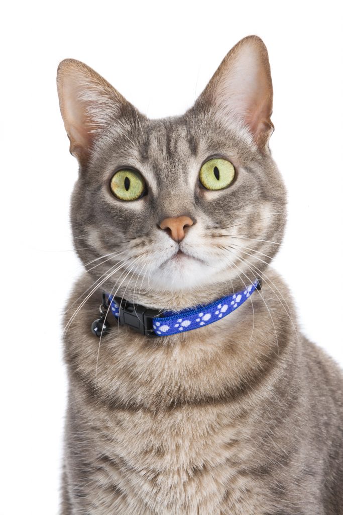 Kitsap Humane Society Be a Hero & License Your Pet!