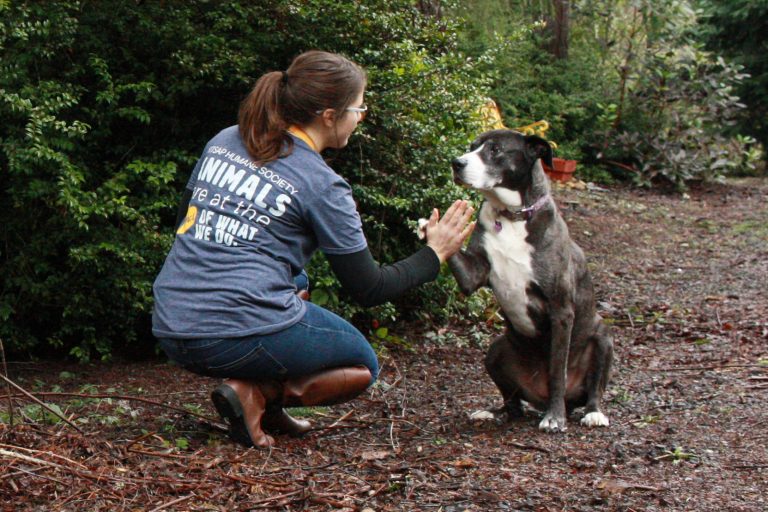 Kitsap Humane Society 2017 results are in!