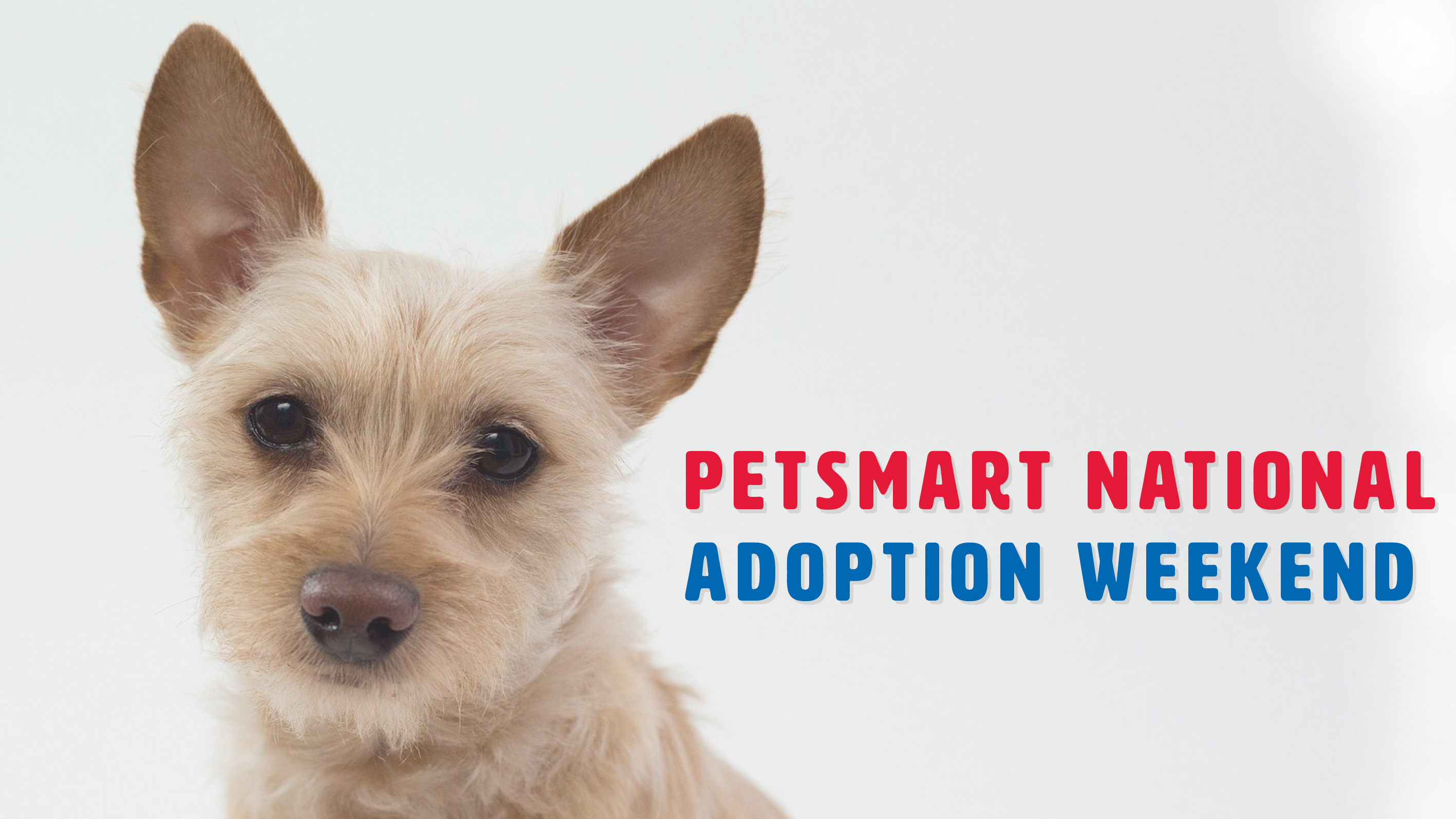 national pet adoption weekend