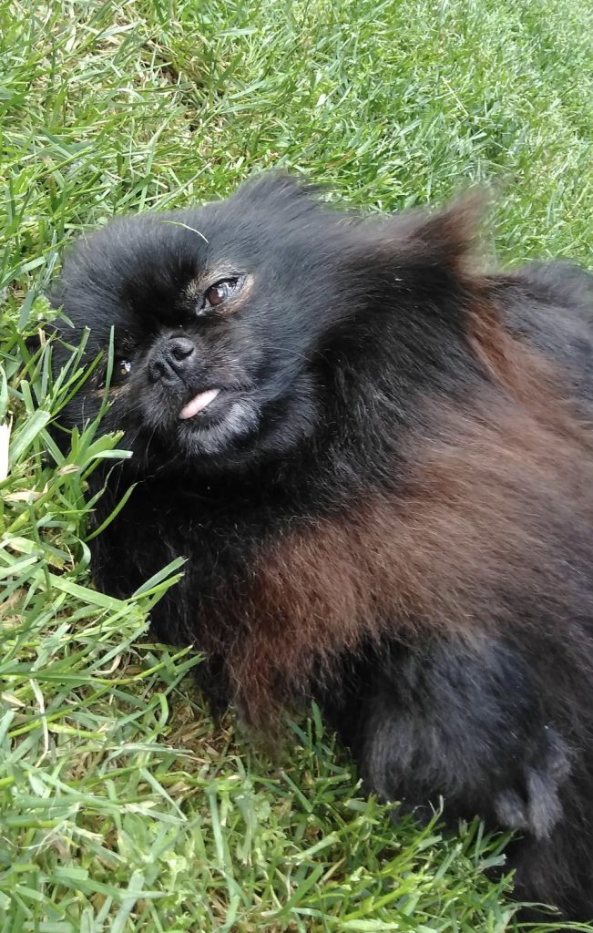 Kitsap Humane Society Dog Foster Homes Needed!