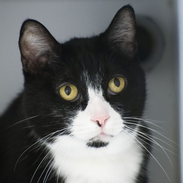 Kitsap Humane Society Pet of the Week Bruiser