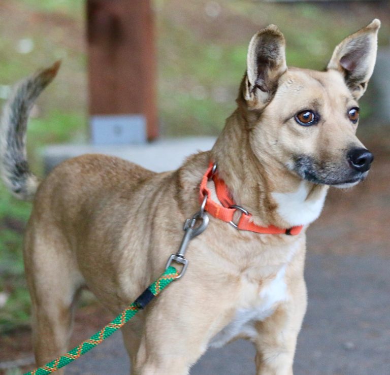 Kitsap Humane Society Pet of the Week Eli