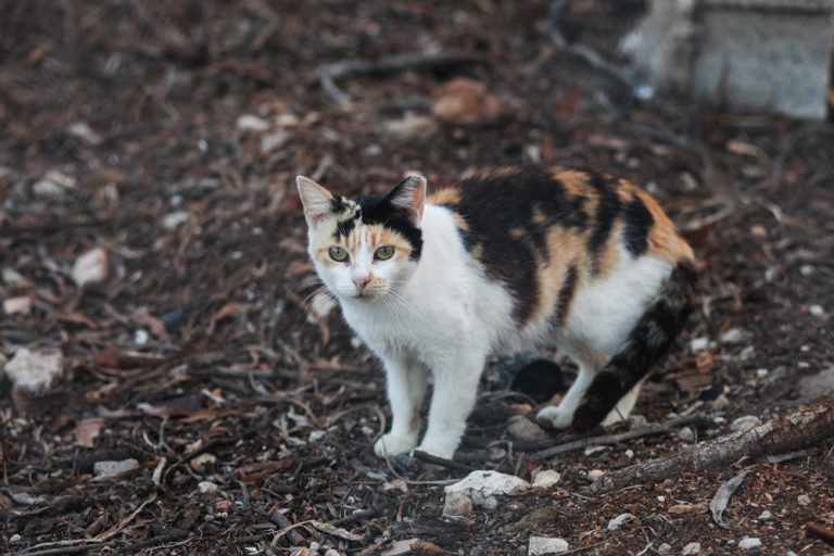 Kitsap Humane Society Adopt a Barn Cat!