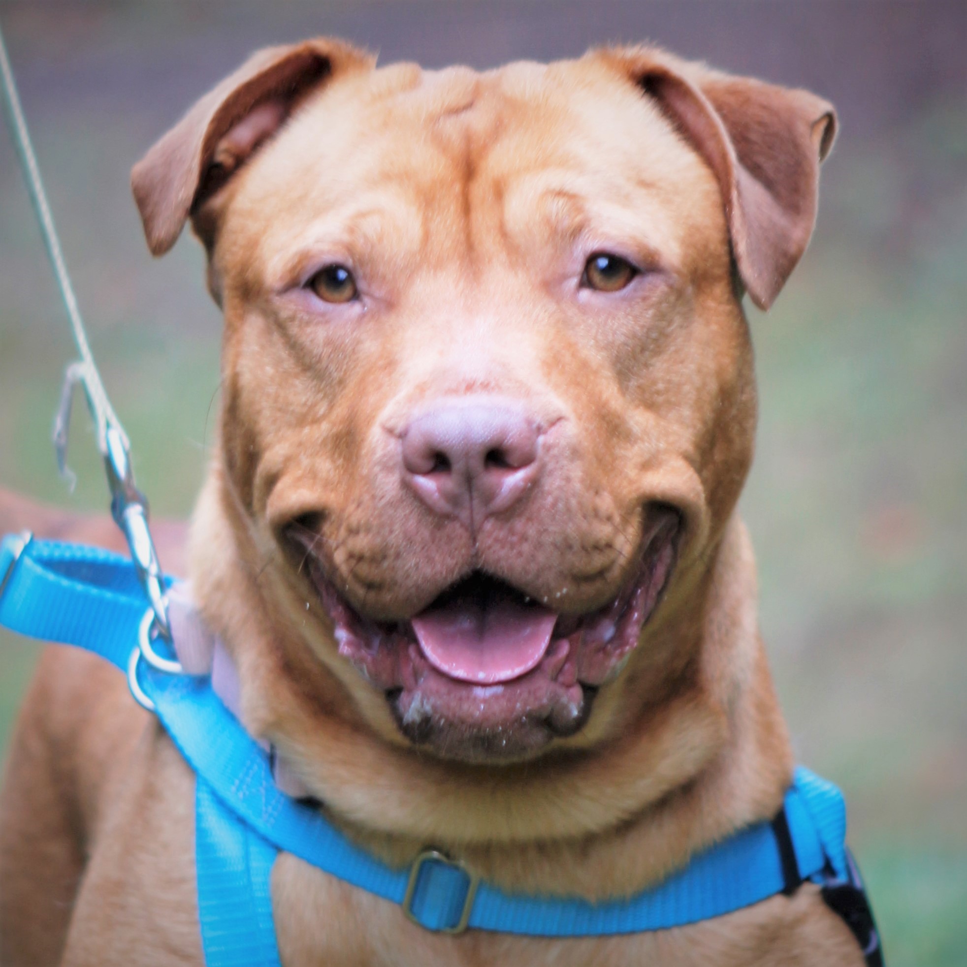 Kitsap Humane Society Pet of the Week Lacy