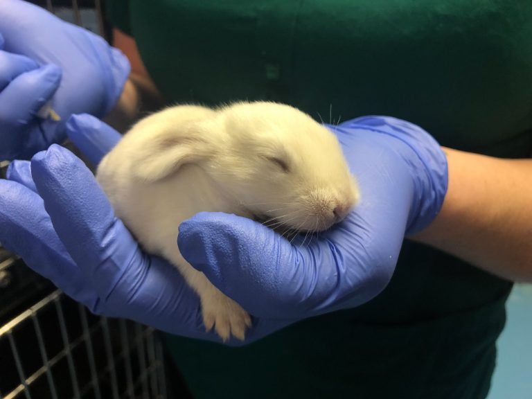 Kitsap Humane Society 300 Rabbits Rescued