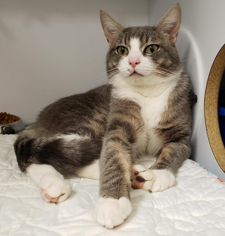 Kitsap Humane Society Pet of the Week Dominic