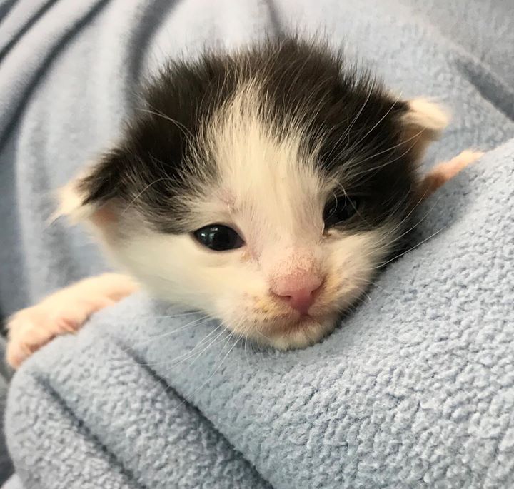 found newborn kitten