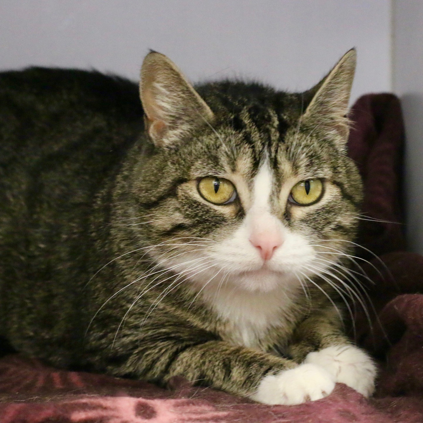 Kitsap Humane Society Pet of the Week Papaya