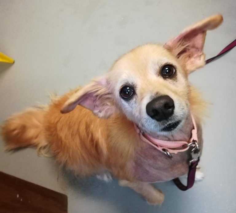 Kitsap Humane Society Pet of the Week Goldie