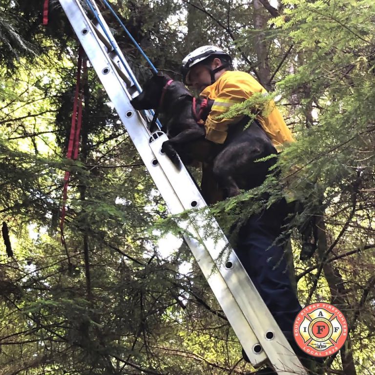 Kitsap Humane Society Kitsap Humane Society Assists with Dog in Tree