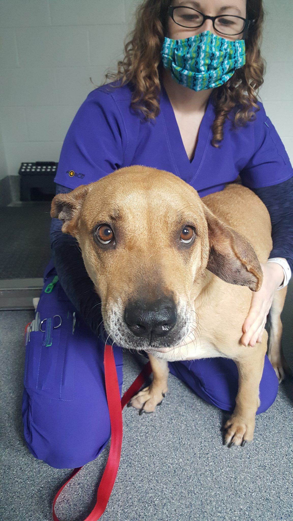 Kitsap Humane Society Donor Impact on One Sweet Dog