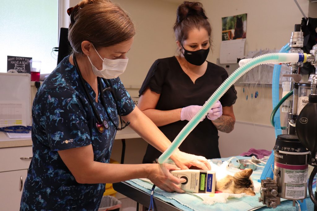 Kitsap Humane Society LowCost Spay/Neuter Services Resume!