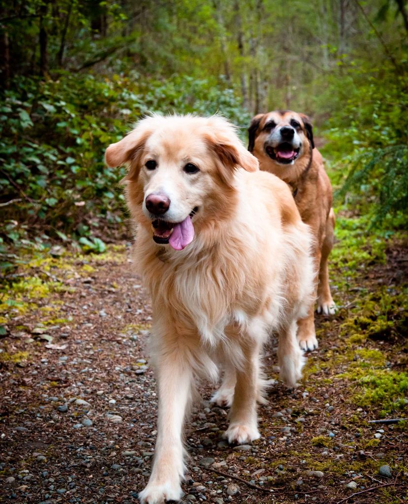 Kitsap Humane Society The Wonderful Life of Bindy