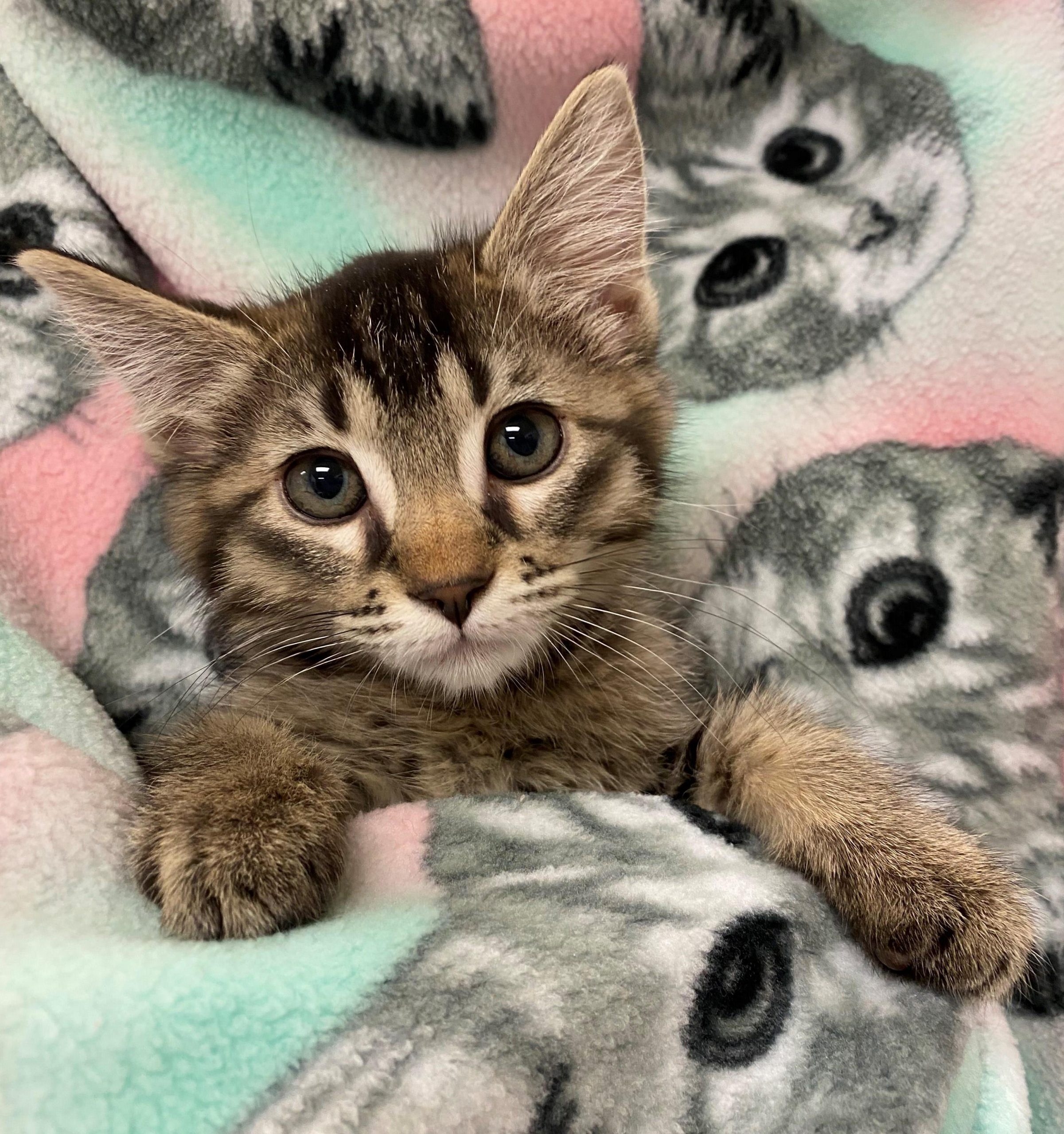Kitsap Humane Society Finding Rover to Help Stray Pets and their