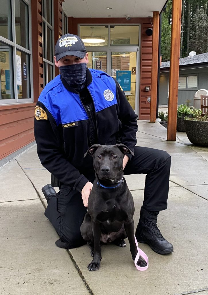Kitsap Humane Society What It Takes to Be a Working Dog Prospect