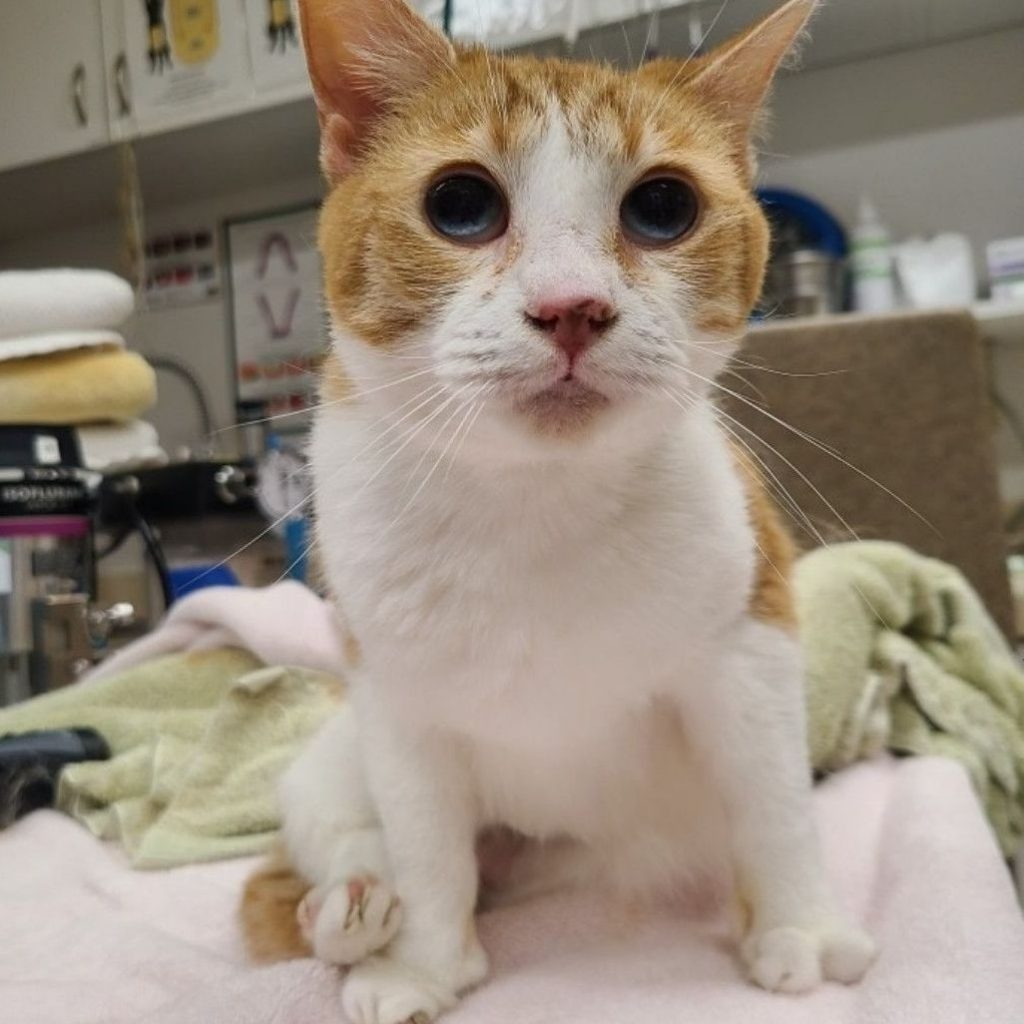 Kitsap Humane Society KHS Receives 36 Cats In Need from Midwest Transfer