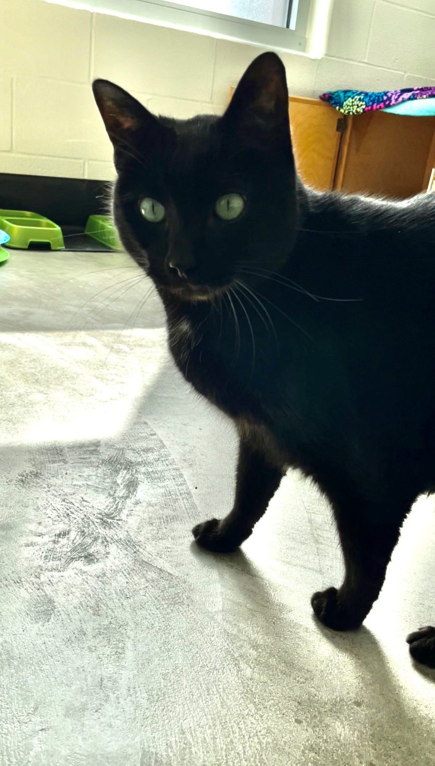 Kitsap Humane Society Pets of the Week — Sasha & Orion