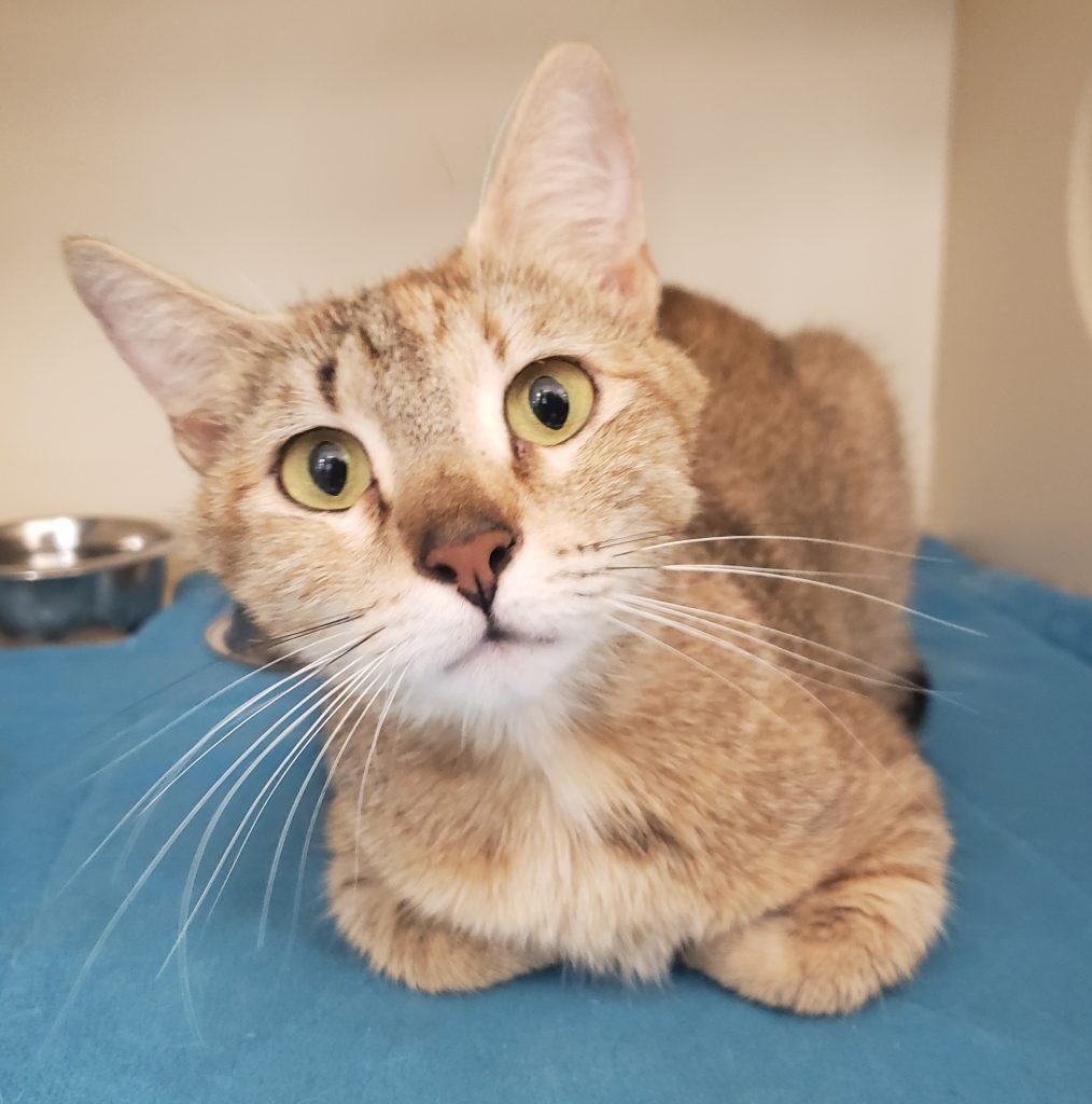 Kitsap Humane Society Pet of the Week — Wendy