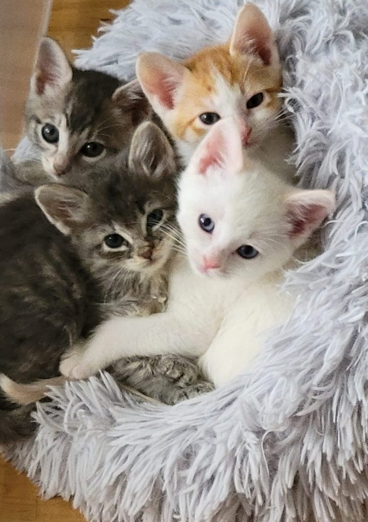 Kitsap Humane Society | From Neonatal to Feline Panleukopenia: Meet the