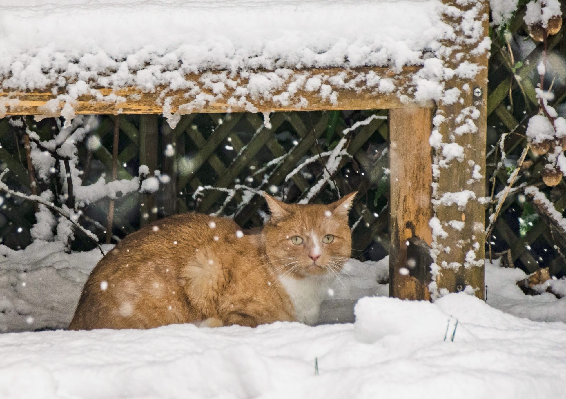 Diy feral winter cat shelter. Supplies: plastic tote, duct tape