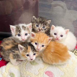 A group of five kittens staring inquisitively up at the camera!