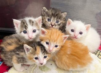 A group of five kittens staring inquisitively up at the camera!