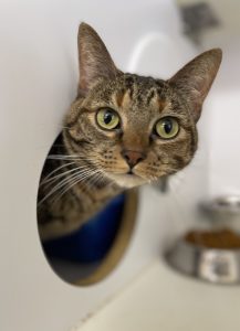 A brown tabby cat peers curiously out of her cubby, looking at the camera with beautiful, big green eyes!