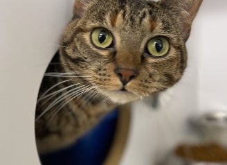 A brown tabby cat peers curiously out of her cubby, looking at the camera with beautiful, big green eyes!