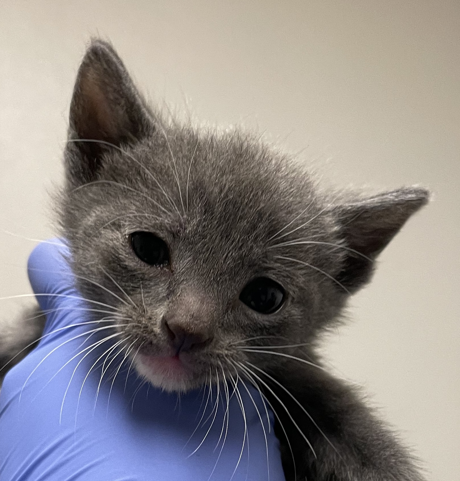 Kitsap Humane Society Panleukopenia at Kitsap Humane Society