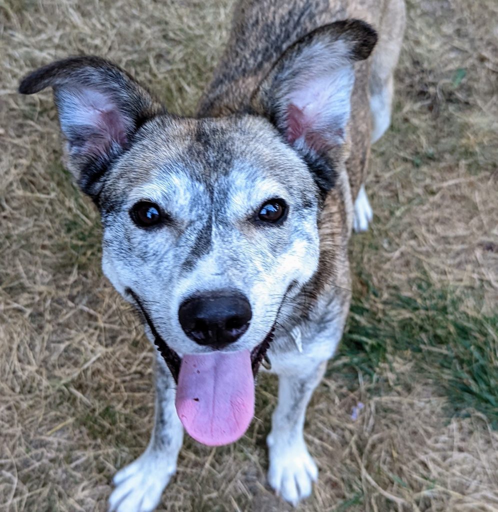 Kitsap Humane Society Lost/Found Pets