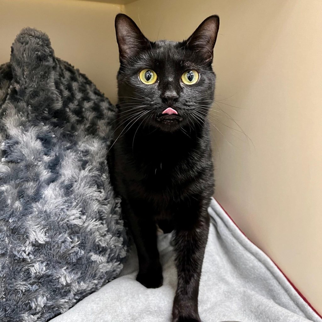 Kitsap Humane Society KHS Closed 12/21/2022