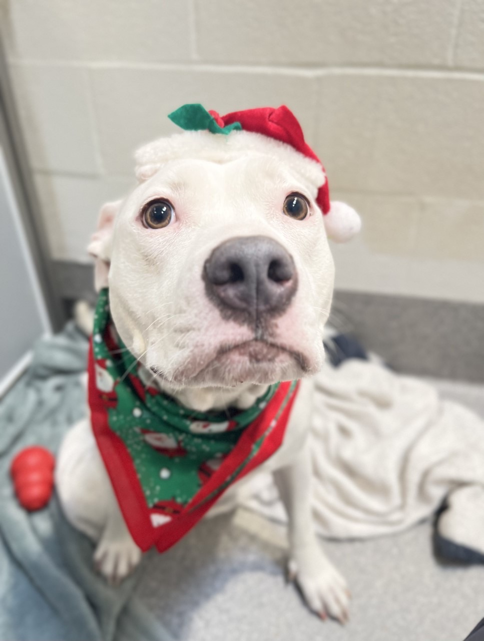 Kitsap Humane Society KHS Closed 12/20/2022