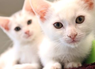 Kitsap Humane Society Kitsap Humane Society