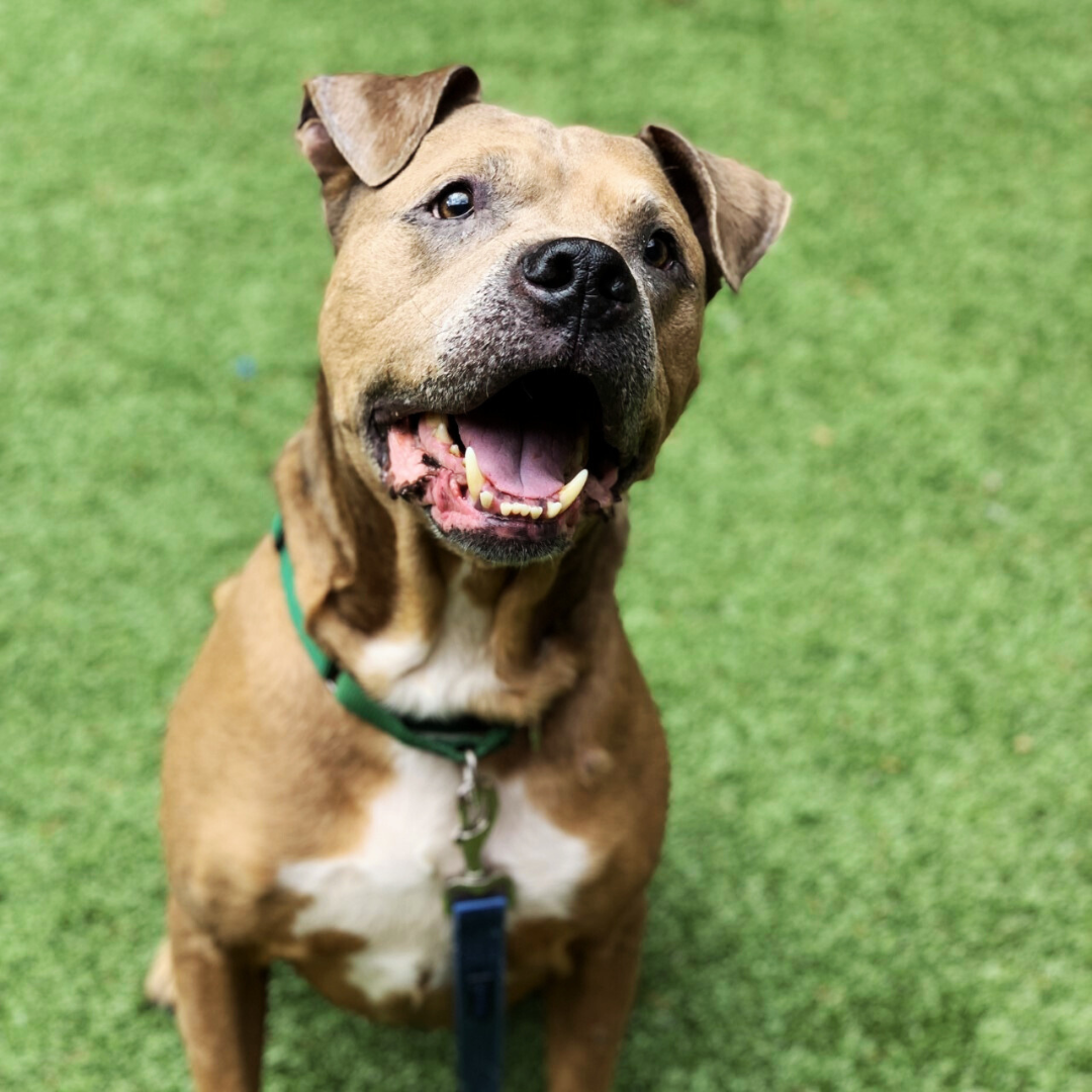 Kitsap Humane Society Pet of the Week — Farley!