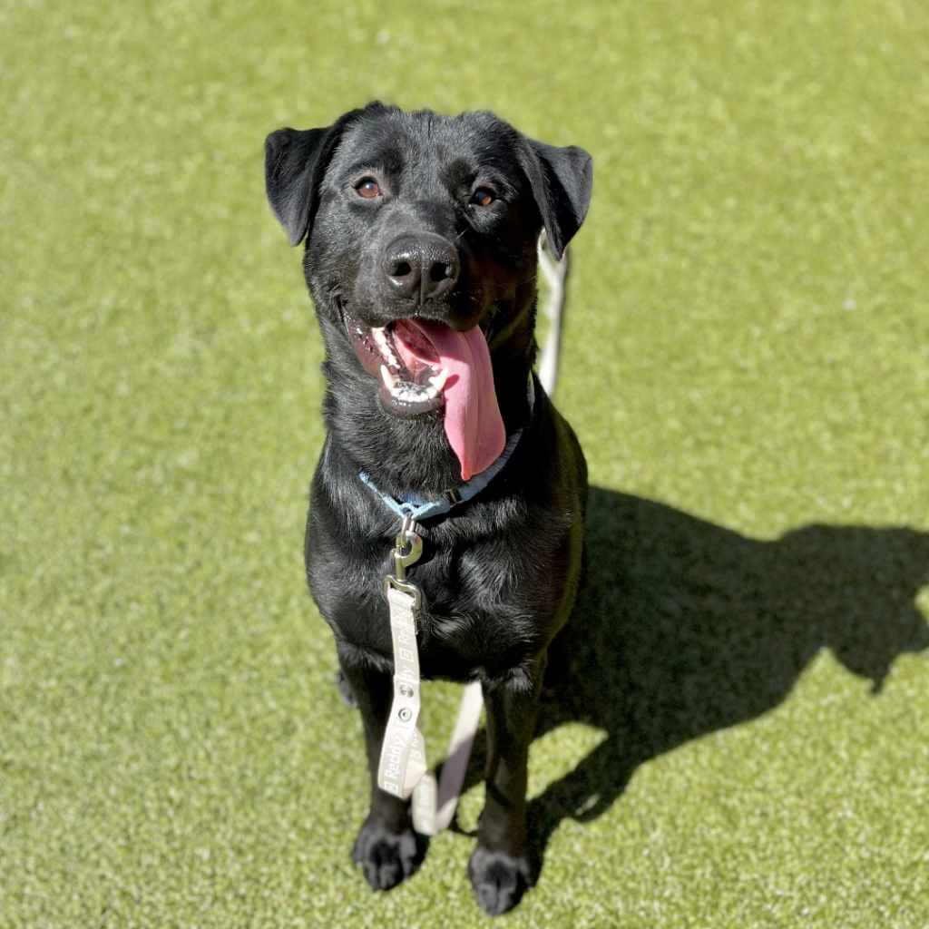 Kitsap Humane Society Pet of the Week — Diesel!