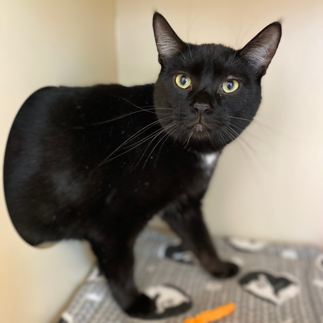Kitsap Humane Society Pet of the Week — Draco Meowfoy!